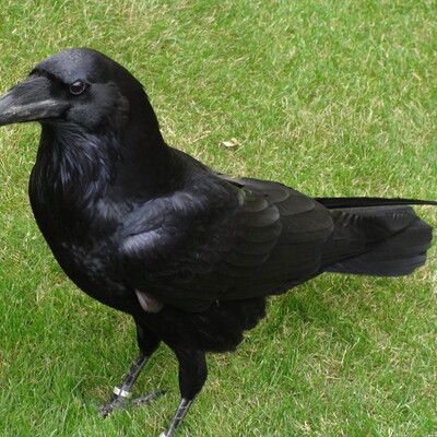 Common Raven