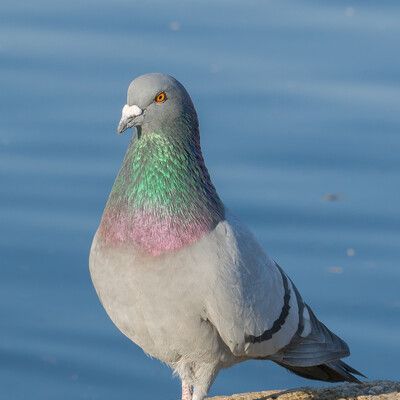 Rock Pigeon