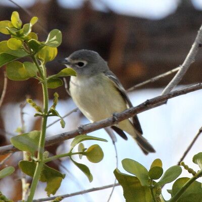 Cassin's Vireo