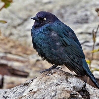 Brewer's Blackbird