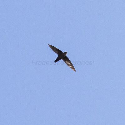 Vaux's Swift