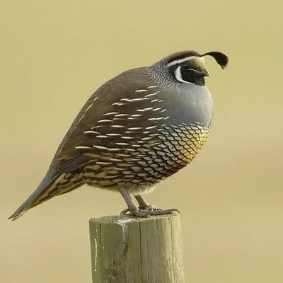 California Quail
