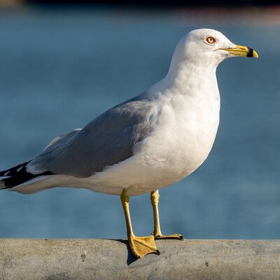 Ring-billed Gull